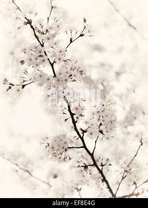 Closeup of cherry blossoms, blooming Japanese cherry tree flowers artistic background black and white sepia toned in soft beige