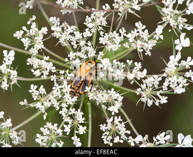 Mating Goldenrod Soldier Beetles (Chauliognathus pensylvanicus) in the center of a flower. Stock Photo