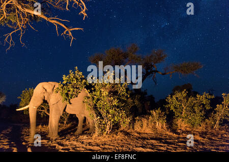 Africa, Botswana, Chobe National Park, African Elephant (Loxodonta africana) stands by firelight in Kalahari Desert at night in Stock Photo