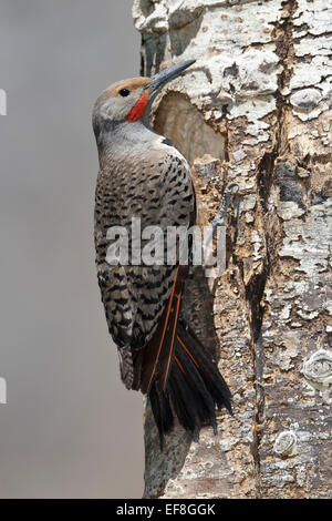 Northern Flicker (Red-shafted race) - Colaptes auratus - male Stock Photo