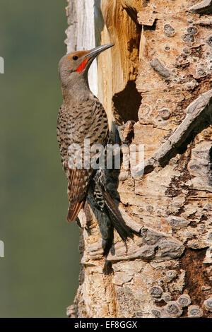 Northern Flicker (Red-shafted race) - Colaptes auratus - male Stock Photo