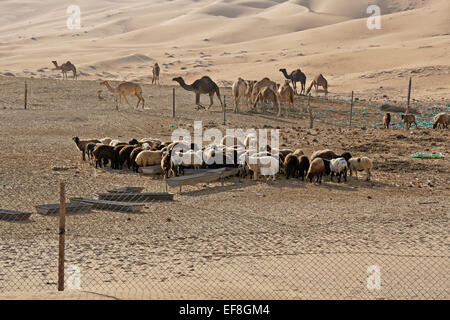 Sheep and camels at farm in Liwa dunes, Abu Dhabi, United Arab Emirates Stock Photo