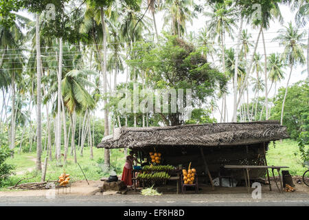 Fresh sweet corn cobs cooked and king coconuts for coconut water milk sold at roadside in countryside,Tissamaharama,Sri Lanka. Stock Photo