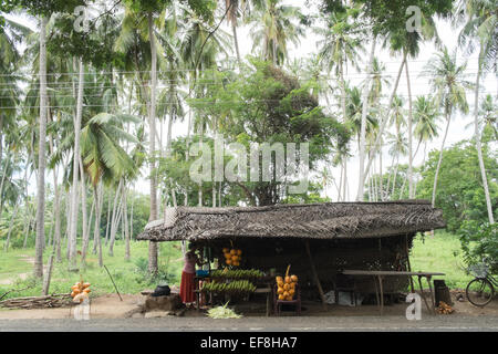 Fresh sweet corn cobs cooked and king coconuts for coconut water milk sold at roadside in countryside,Tissamaharama,Sri Lanka. Stock Photo