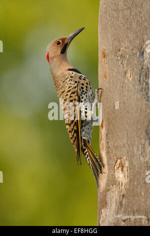 Northern Flicker (Yellow-shafted race) - Colaptes auratus - male Stock Photo