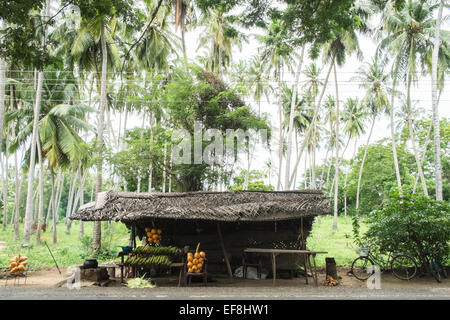 Fresh sweet corn cobs cooked and king coconuts for coconut water milk sold at roadside in countryside,Tissamaharama,Sri Lanka. Stock Photo