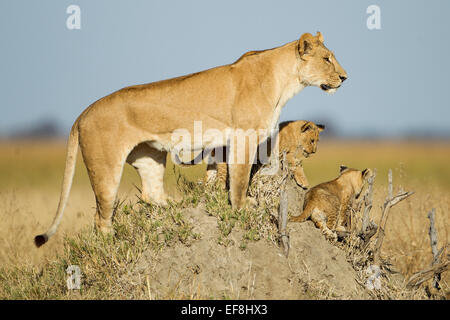 Africa, Botswana, Chobe National Park, Lioness(Panthera leo) and young cubs standing on termite mound in Savuti Marsh Stock Photo