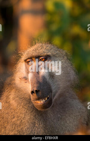 Africa, Botswana, Chobe National Park, Chacma Baboon (Papio ursinus) sitting in early morning sun along Chobe River Stock Photo