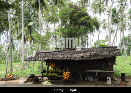 Fresh sweet corn cobs cooked and king coconuts for coconut water milk sold at roadside in countryside,Tissamaharama,Sri Lanka. Stock Photo
