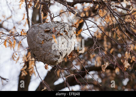 Hornets' nest anchored on tree branch - Virginia USA Stock Photo