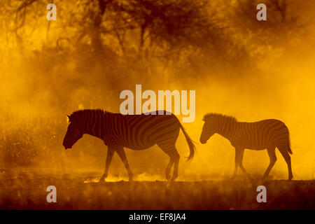 Africa, Botswana, Moremi Game Reserve, Plains Zebras (Equus burchelli) walking through cloud of dust lit by setting sun in Okava Stock Photo