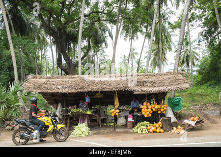 Fresh sweet corn cobs cooked and king coconuts for coconut water milk sold at roadside in countryside,Tissamaharama,Sri Lanka. Stock Photo