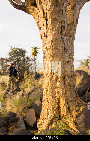 Quiver tree, Namibia, Africa Stock Photo