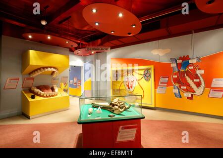 Inside the Thackray Medical Museum Stock Photo