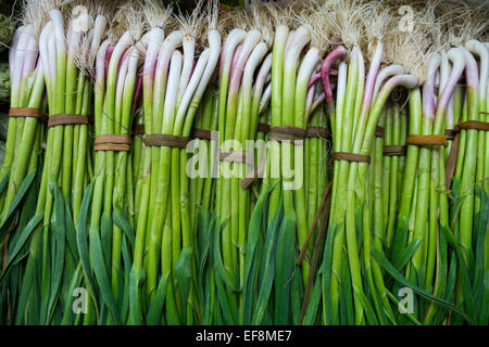 Bunch of spring onions Stock Photo