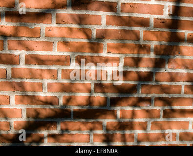 Shadows from a tree on a brick wall Stock Photo