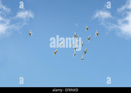 White Doves (Columbidae) flying against a blue sky Stock Photo