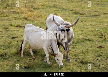 Cow and bull, Hungarian Grey cattle, National Park Lake Neusiedl, Seewinkel, Northern Burgenland, Burgenland, Austria Stock Photo