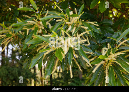Flowers and leaves, sweet chestnut (Castanea sativa), Burgenland, Austria Stock Photo