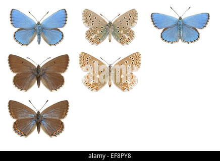 Adonis Blue - Polyommatus bellargus - male (top row) - female (middle and bottom row). Stock Photo