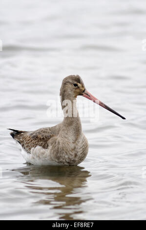 Portrait of black-tailed godwit, Limosa limosa, feeding in a marsh. Stock Photo