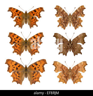 Comma - Polygonia c album - male (top row) - female (middle row) - form hutchinsoni (bottom row; left=female, right=male). Stock Photo