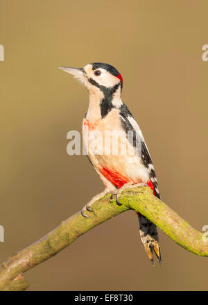 UK, Wild Great Spotted Woodpecker on branch Stock Photo