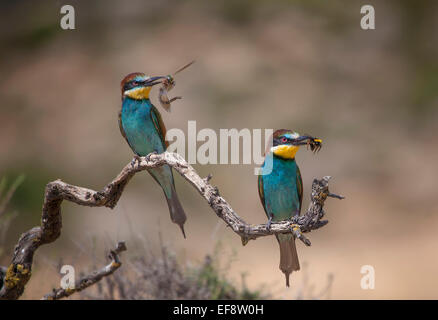 Spain, Two bee-eaters with pray sitting on branch Stock Photo