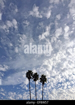 USA, California, Palm trees against cloudy sky Stock Photo
