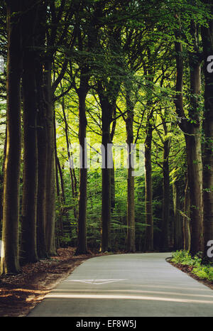 Belgium, Brugge, View along road curving through forest Stock Photo