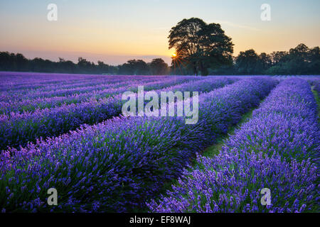 Lavender field at sunrise, Bansted, Surrey, England, UK Stock Photo