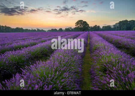 Lavender field at sunrise, Banstead, Surrey, England, UK Stock Photo