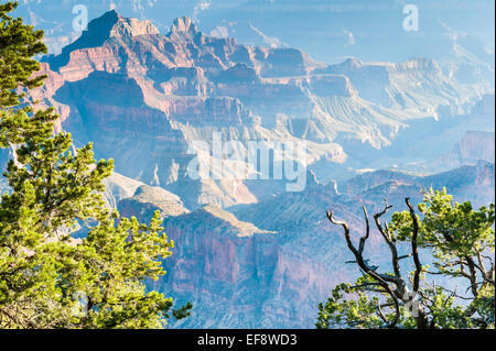 USA, Arizona, View from North Rim of Grand Canyon through pine trees Stock Photo