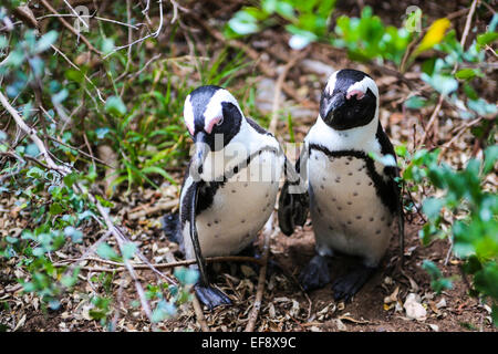 Pair of South African Jackass Penguins hold each others wings. Stock Photo