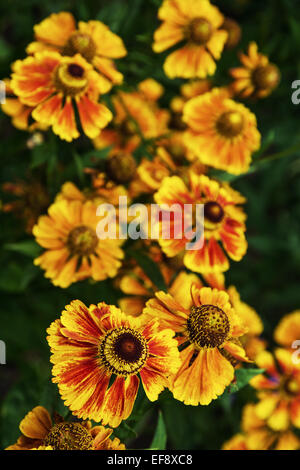 Helenium hybridum flowers in the garden. Vibrant colors. Stock Photo