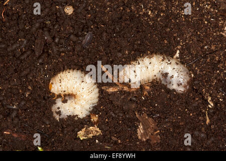 Hermit beetle, Russian leather beetle, larva, larvae, grub, Eremit, Juchtenkäfer, Engerling, Käferlarve, Osmoderma eremita Stock Photo