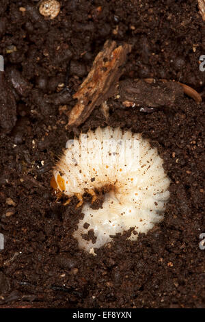 Hermit beetle, Russian leather beetle, larva, larvae, grub, Eremit, Juchtenkäfer, Engerling, Käferlarve, Osmoderma eremita Stock Photo