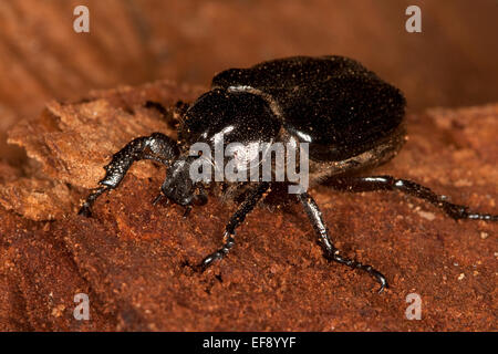 Hermit beetle, Russian leather beetle, Eremit, Juchtenkäfer, Osmoderma eremita Stock Photo