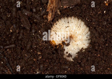 Hermit beetle, Russian leather beetle, larva, larvae, grub, Eremit, Juchtenkäfer, Engerling, Käferlarve, Osmoderma eremita Stock Photo