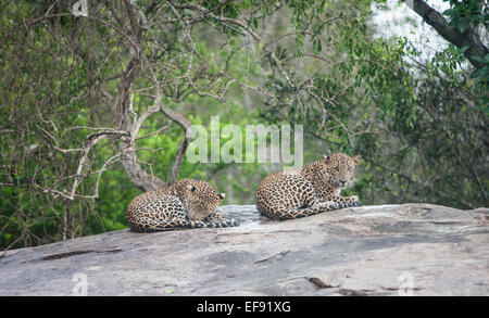 Sri Lankan leopards on a rock at Yala National Park.Sri Lanka. Stock Photo