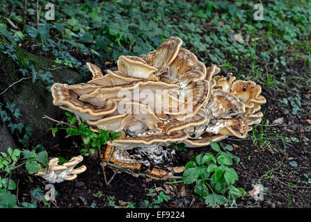 Wood-decomposing Polypore fungus (Meripilus giganteus), Switzerland Stock Photo