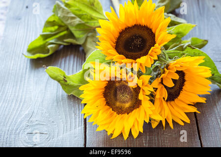 Three flowers of a sunflower on a dark wooden table Stock Photo
