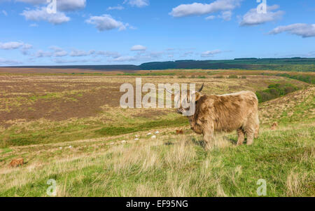 Scottish Highland cattle graze on open pasture which is part of the North York Moors national parkland. Stock Photo
