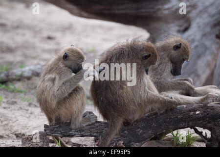 Baboons grooming each other Stock Photo