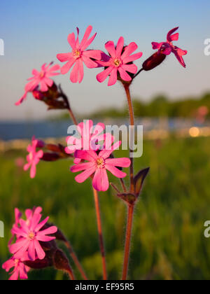 Image of a Catchfly on a meadow in the evening sun Stock Photo