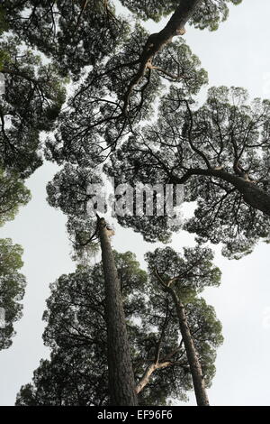 Pattern of tops of the trees seen from the ground Stock Photo