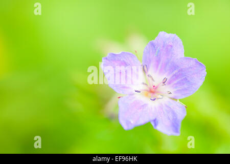 Wild geranium (Geranium maculatum) close up with shallow depth of field, French Alps. Stock Photo