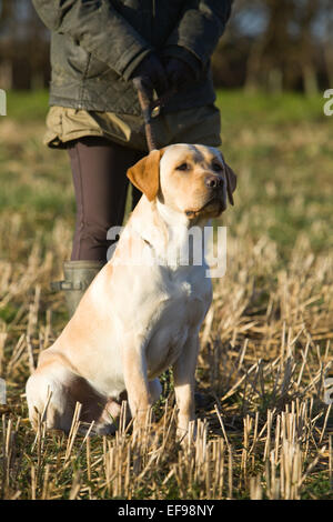 A Yellow Labrador Retriever dog sat with its owner on a shoot in England. January 2015. Stock Photo
