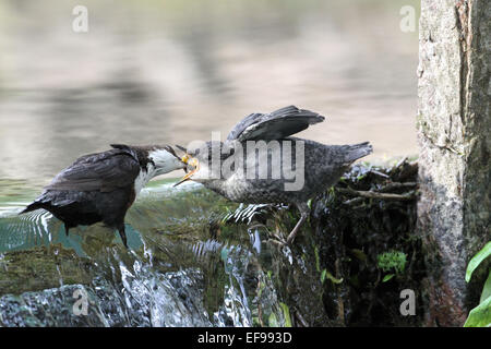 Dipper feeding chick with caddis-fly larvae Stock Photo