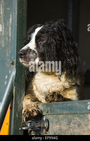 A black and white English Springer Spaniel looking out over the door on a trailer vehicle on a shoot in the UK. January 2015. Stock Photo
